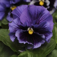 Виола Фриззл Сиззл F1 Синяя