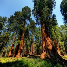 Секвойядендрон гигантский (Мамонтово дерево) (большой пакет)