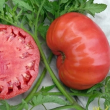 Томат Радиатор Чарли