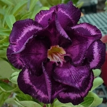 Адениум Siam Blueberries (тучный) (большой пакет)