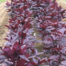 Амарант Валентина овощной