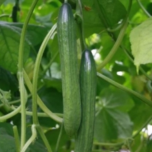 Огурец Вивальди F1