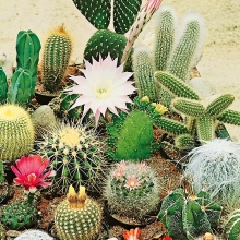 Кактус Непоседа (Эхиноцереус) смесь