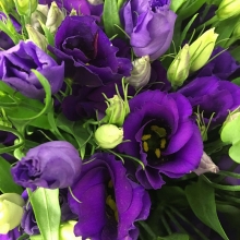 Эустома Рози F1 Фиолетовая