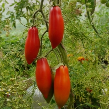 Томат Итальянские спагетти