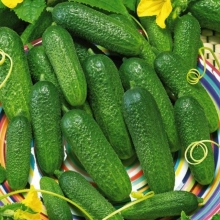 Огурец Баба Клава F1