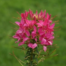 Клеома Победа