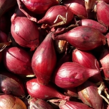 Лук Монастырский шалот