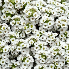 Лобулярия Кристалл Белый