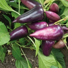 Перец Сиреневый Блеск