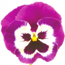 Виола Пандора розовая F1 (Виттрока)