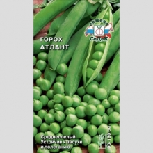 Горох Атлант