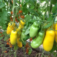 Томат Аурия желтая (большой пакет)