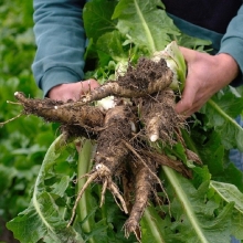 Цикорий Петровский корневой