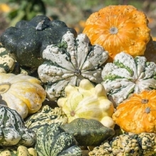 Патиссон Меланж полосатый