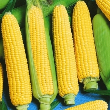 Кукуруза Сладкое детство
