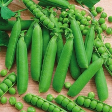 Горох Сахарный 2 (большой пакет)