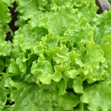 Салат Изумрудный (листовой)