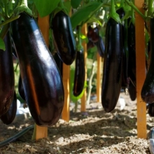 Баклажан Северный Индиго F1
