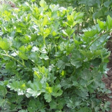 Любисток Амур