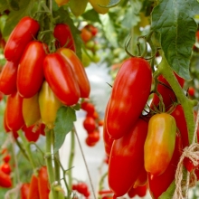 Томат Дамский Каприз F1