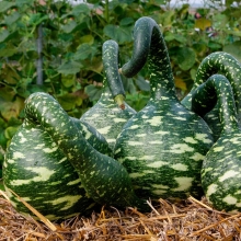 Лагенария Лебёдушка