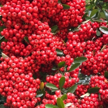 Пираканта Ярко-красная