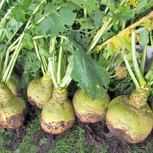 Брюква Светлая мечта