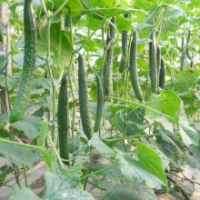 Огурец Китайский долгожитель F1