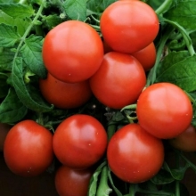 Томат Непас-14 Непасынкующийся Сахарный