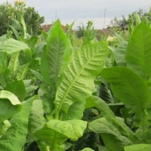 Табак Kentucky Burley курительный (большой пакет)