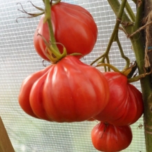 Томат Тлаколула де Матаморос