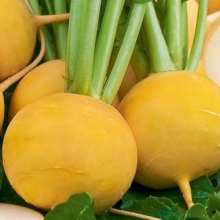 Репа Коганэ F1