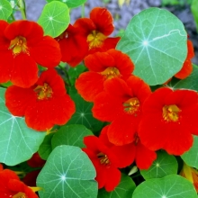 Настурция Брусничный мармелад