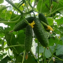 Огурец Алтайский корнишон