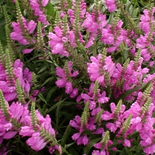 Физостегия Розовая Королева