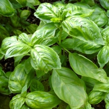 Базилик Аромат Лимона (для кулинарии)