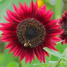 Подсолнечник Малиновая Королева