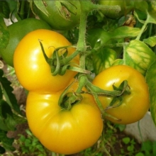 Томат Сахар Желтый ® F1