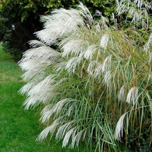 Мискантус сахароцветный (большой пакет)