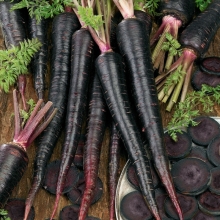 Морковь Майами Шоколадная F1