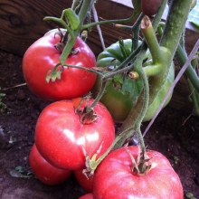 Томат Бравый Генерал