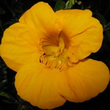 Настурция Золотой шар низкорослая