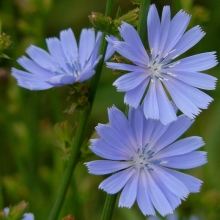 Цикорий Кофеёк (обыкновенный)