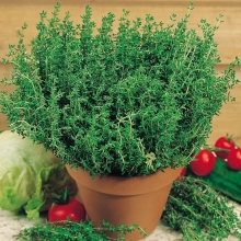 Тимьян Ароматная грядка