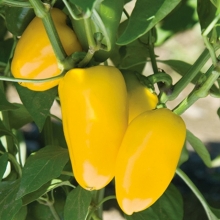 Перец Лисичка желтая