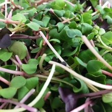 Микрозелень Капустный карнавал смесь