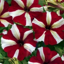 Петуния Канон Бело-красная F1