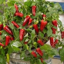 Перец Стаси F1