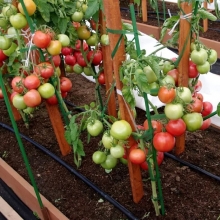 Томат Императорская слабость F1